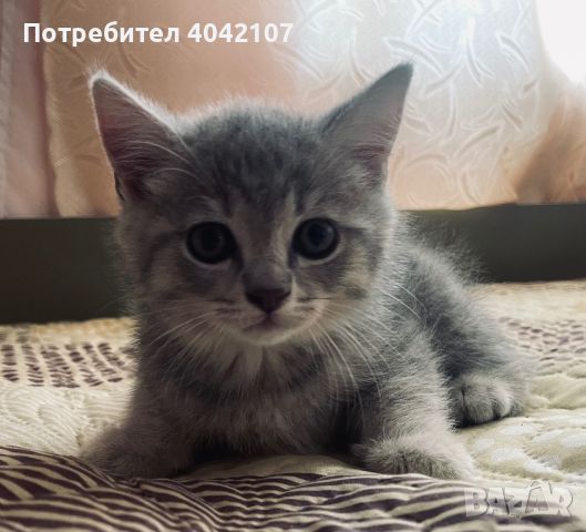 Британски котенца, снимка 2 - Британска късокосместа - 45950846