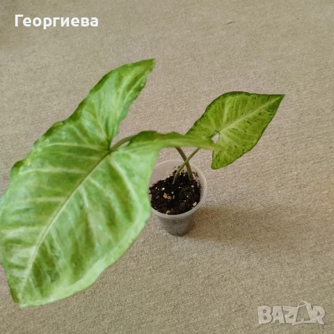 сингониум, филодендрон, сциндапсус , снимка 2 - Стайни растения - 51061139
