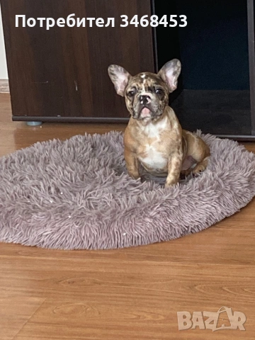 Мъжки френски булдог, снимка 2 - Френски булдог - 53874536