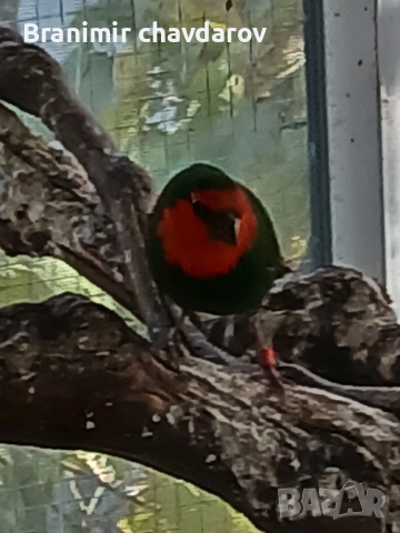 продавам амадини и диамантени гогутки, снимка 9 - Амадини - 52243041