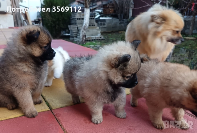 Продавам, снимка 3 - Померан - 52849823