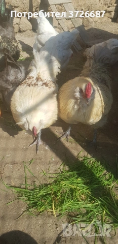 Сини яйца от Амераукана, снимка 7 - други­ - 53863985