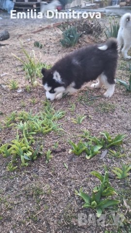 продавам хъскита кучете, снимка 5 - Хъски - 53236382