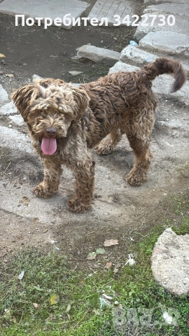 Лагото романьоло