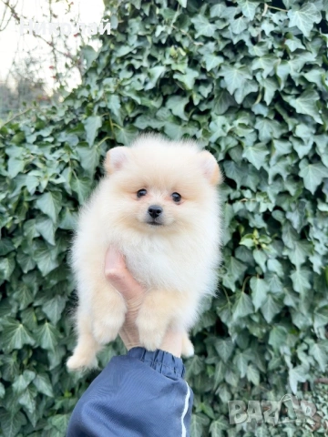 Померан мини момче със втора ваксина, снимка 3 - Померан - 53740684