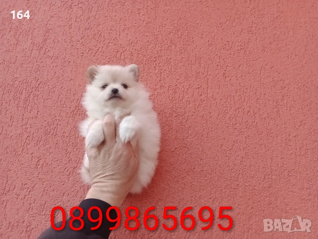 Женски  Померан. Снимки от 18.02.26, снимка 3 - Померан - 53455201