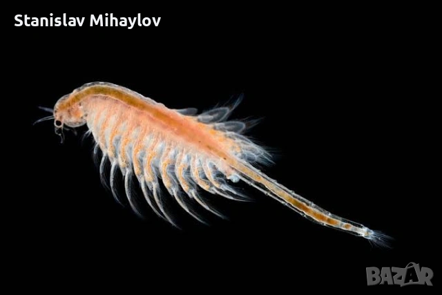 Артемия майка