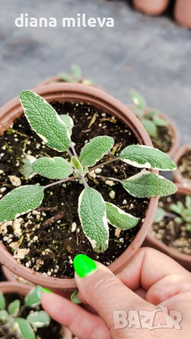 Шарена Салвия, Salvia officinalis, многогодишна, снимка 12 - Градински цветя и растения - 54010921