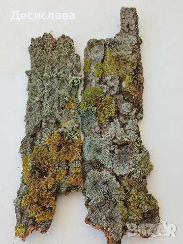 Декоративно парче дървесна кора с естествени лишеи – уникален природен елемент