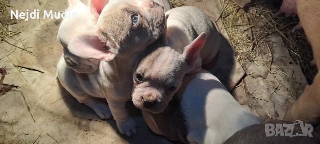 френски булдочета, снимка 8 - Френски булдог - 53112390