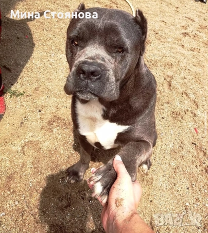 Продавам бебета Кане Корсо , снимка 6 - Кане корсо - 52677252