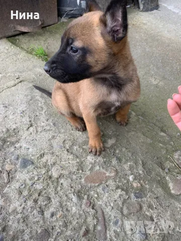 Белгийска овчарка , снимка 7 - Белгийска овчарка - 46723116