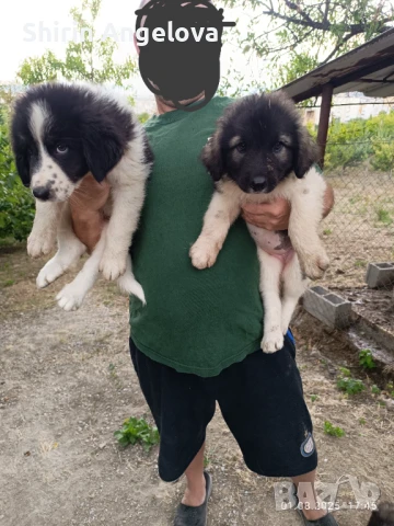 Български овчарски кученца , снимка 1