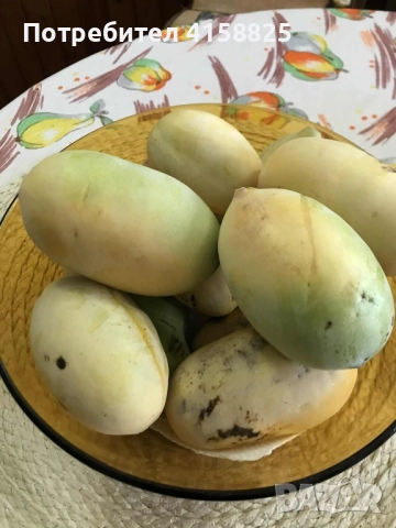 Асимина -Пау - Пау, снимка 3 - Градински цветя и растения - 51686601