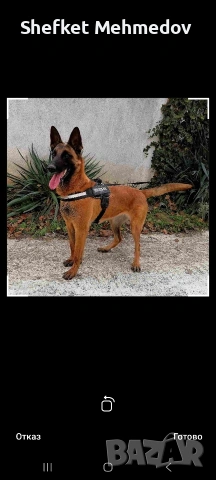 prodavam belgiska malionaa, снимка 3 - Белгийска овчарка - 53683194