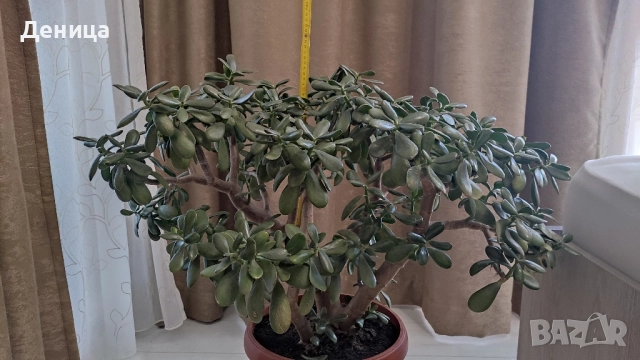 Дърво на живота, 75 см, снимка 7 - Стайни растения - 51717939