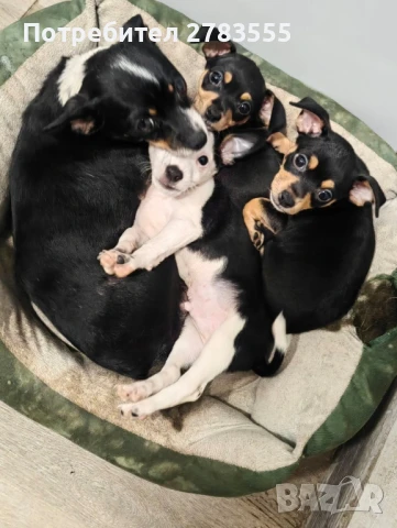 Мини Пинчери , снимка 1