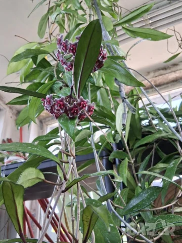 голяма цъфтяща хоя