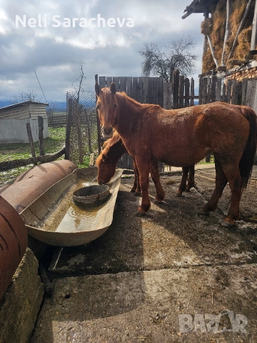 продавам Кубила и конче. #