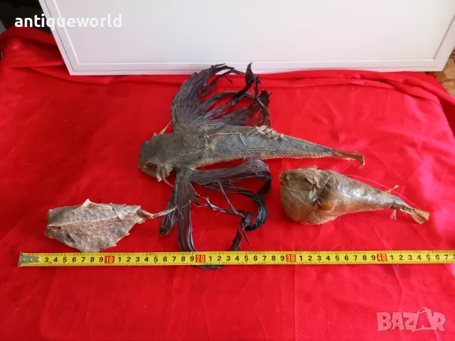 Препарирани Екзотични Океански РИБИ , Риба, снимка 8 - Антикварни и старинни предмети - 49855437