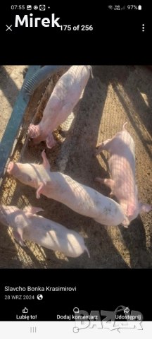 Раданово, снимка 4 - Крави - 52646901