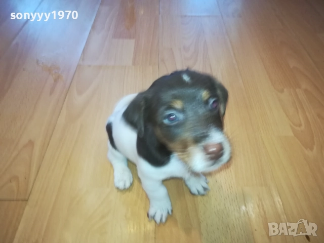 бебета-ДЖАК РЪСЕЛ 40 ДЕНА 3009252022, снимка 2 - Джак ръсел териер - 51895952