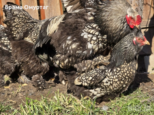 Продавам разплодни яйца от Сребърно кантирана барма (Silver Laced), снимка 2 - Кокошки и пуйки - 53811785