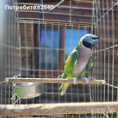 Китайски Александър(Psittacula derbiana), снимка 3 - Папагали - 54227096