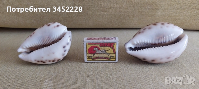 раковина за ценители два броя отлични , снимка 7 - Антикварни и старинни предмети - 51567634