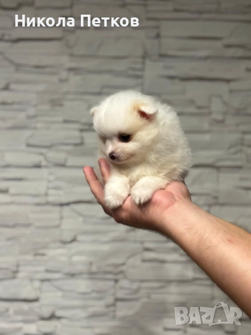 Померан мини , снимка 3 - Померан - 52619326