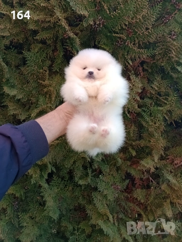 Бели Померани. Реални снимки !!!, снимка 10 - Померан - 53793098