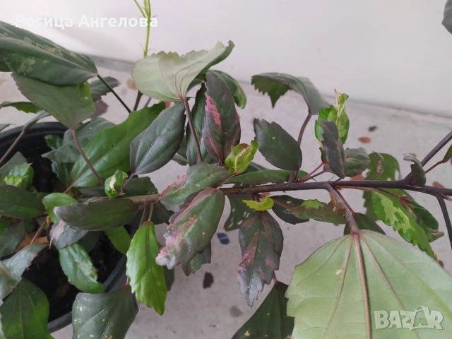 Пъстролистен хибискус 