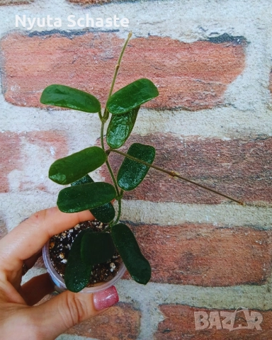 Хоя Hoya rotundiflora, снимка 3 - Стайни растения - 50885030