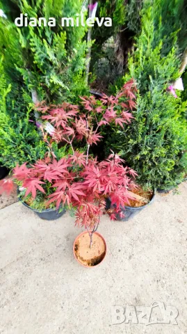 Продава се Японски Клен, Аcer palmatum Аtropurpureum, снимка 14 - Градински цветя и растения - 45026729