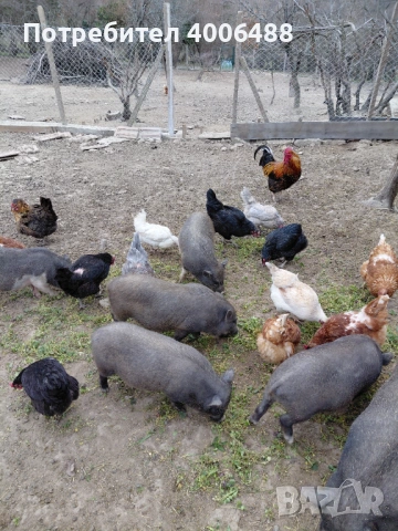 Виетнамски прасета, снимка 4 - Прасета - 53764022