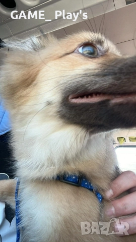 Немски шпиц за продажба спешно!!!, снимка 6 - Други - 52830583