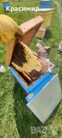 Пчелни семейства , снимка 2 - За пчели - 43553651