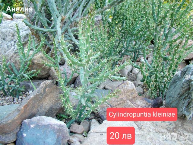 Зимоустойчиви кактуси за продажба 6 вида големи растения , снимка 2 - Градински цветя и растения - 46287726