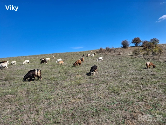 натурално козе мляко, снимка 13 - Кози - 54155662