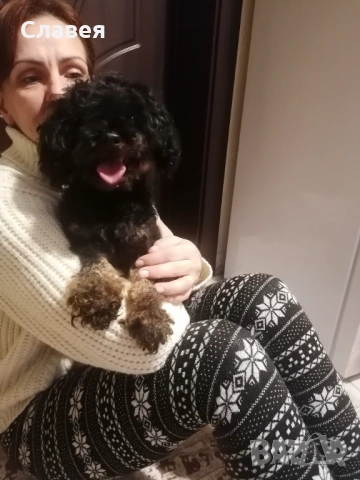 Продавам мини пудел , снимка 2 - Пудели - 53208386