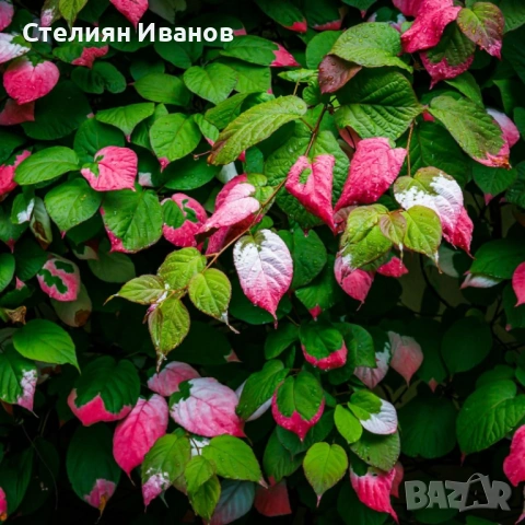 Вариегатно, самоопрашващо се, зелено голо киви (Actinidia arguta 'Dr. Szymanowski')