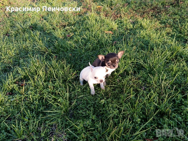 мъжко чихуахуа. , снимка 4 - Чихуахуа - 52614127