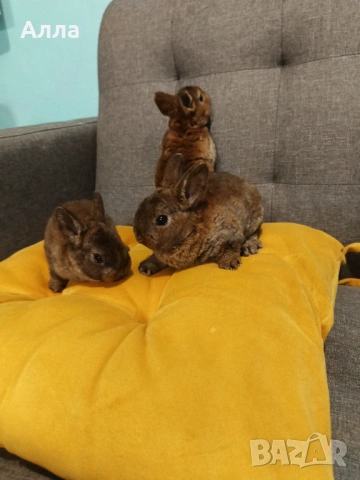 Декоративно зайчета рекс