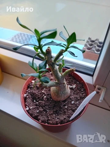 Сукуленти само за ценители, снимка 9 - Стайни растения - 35248161