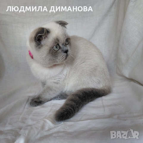 Шотландско момиче със сини очи. , снимка 3 - Британска късокосместа - 52646655