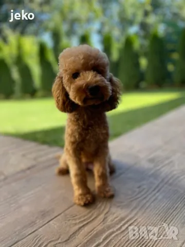 Той пудел Мини пудел последно, снимка 4 - Пудели - 49705085