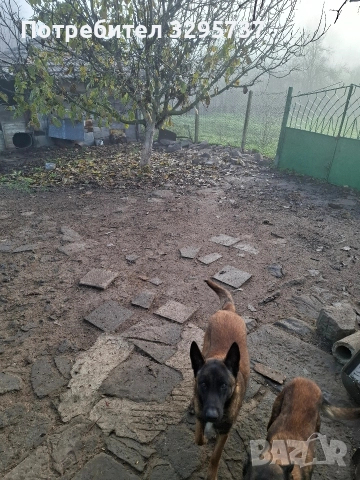 Белгийска овчарка Малиноа, снимка 5 - Белгийска овчарка - 52827626