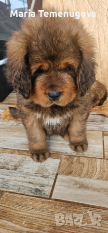 Тибетски мастиф , снимка 3 - Мастиф - 53327433