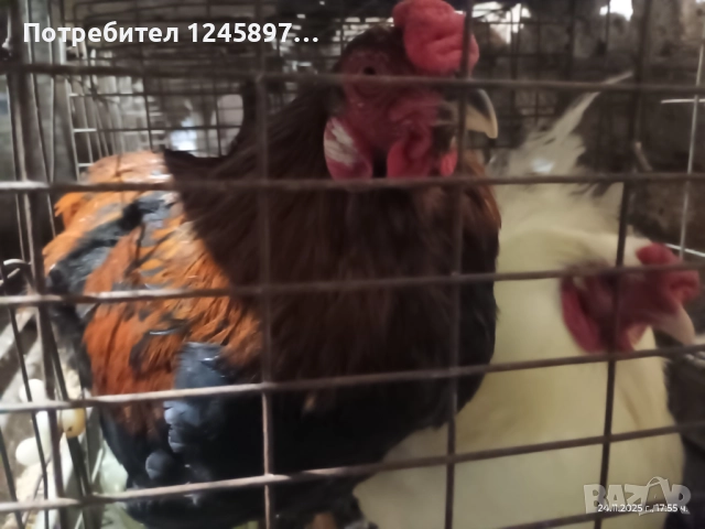 Чилийски петли