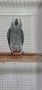 полово зрял мъжки папагал кралско Жако, снимка 3